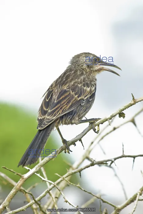 : Hood Mockingbird : Hood Mockingbird