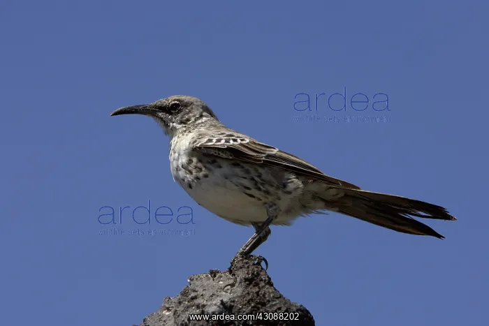 : Hood Mockingbird : Hood Mockingbird