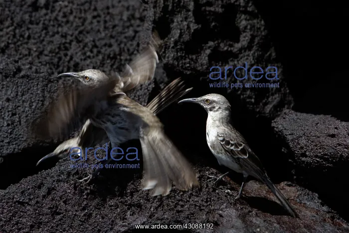 : Hood Mockingbird territorial squabble : Hood Mockingbird territorial squabble