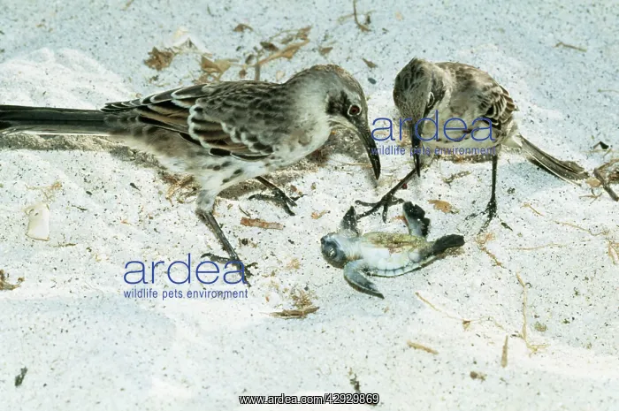  : Hood MOCKINGBIRDS - two killing Green Turtle hatchling
