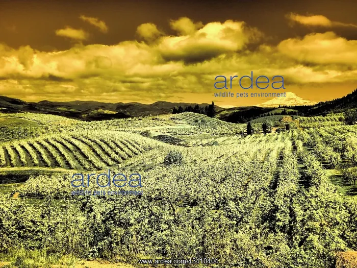 : Hood River Valley, Mount Rainier : Hood River Valley, Mount Rainier