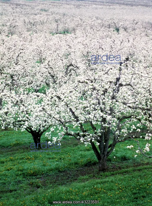 : Hood River Valley, Oregon : Hood River Valley, Oregon
