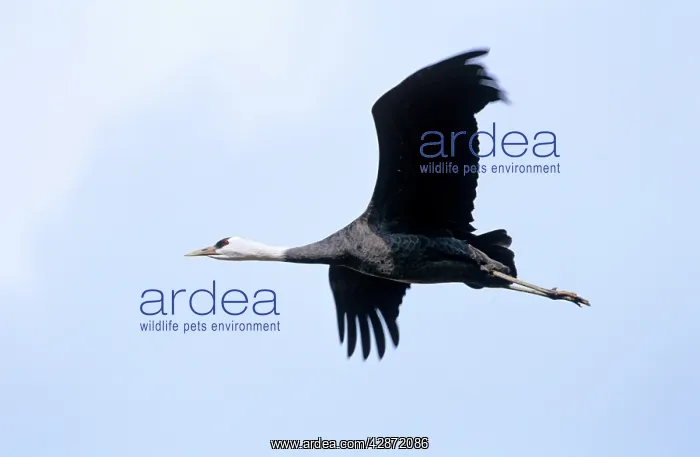 : Hooded Crane - In flight : Hooded Crane - In flight