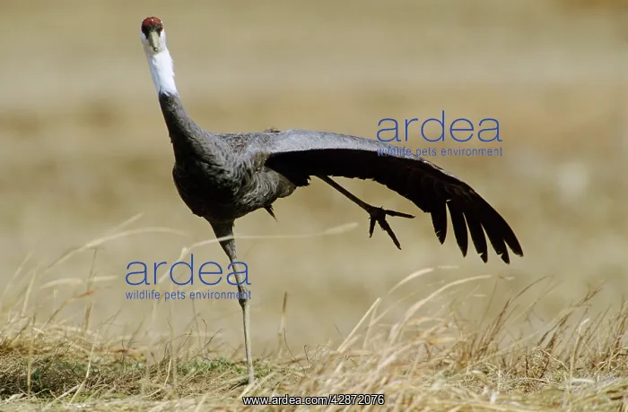 : Hooded Crane - Stretching one leg and a wing : Hooded Crane - Stretching one leg and a wing