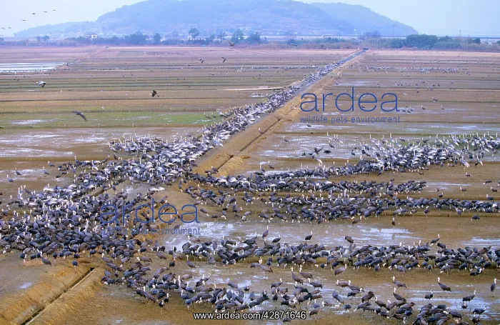 : Hooded Crane - & White-naped Crane (Grus vipio) : Hooded Crane - & White-naped Crane (Grus vipio)