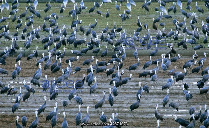 : Hooded Crane - & White-naped Crane (Grus vipio) : Hooded Crane - & White-naped Crane (Grus vipio)
