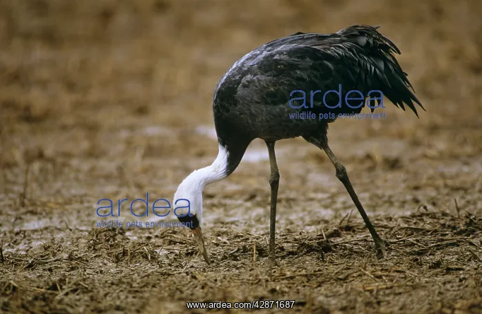 : Hooded Crane - wintering bird : Hooded Crane - wintering bird