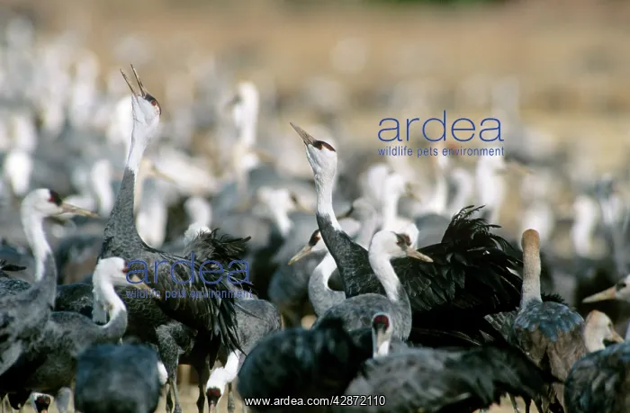 : Hooded Crane - Wintering birds : Hooded Crane - Wintering birds