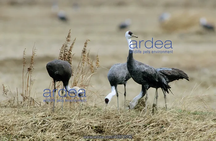 : Hooded Crane - Wintering birds feeding : Hooded Crane - Wintering birds feeding
