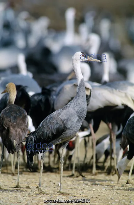 : Hooded Crane - Wintering birds feeding : Hooded Crane - Wintering birds feeding
