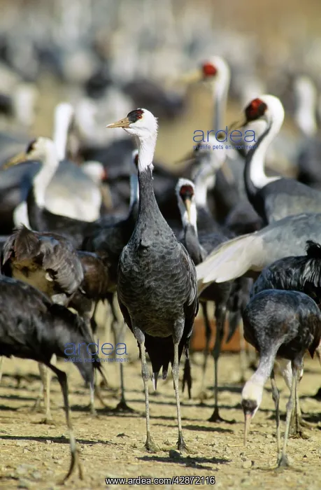 : Hooded Crane - Wintering birds feeding : Hooded Crane - Wintering birds feeding