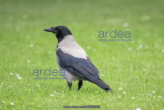 : Hooded Crow 14 : Hooded Crow 14