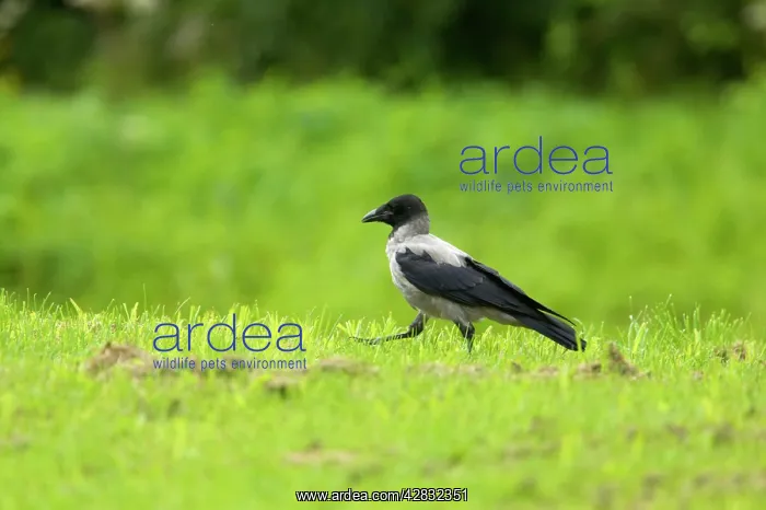 : Hooded Crow : Hooded Crow