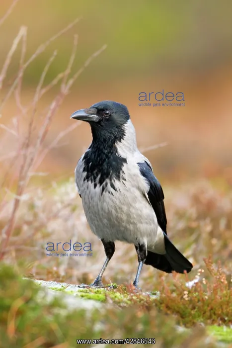 : Hooded Crow : Hooded Crow