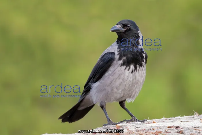 : Hooded Crow : Hooded Crow