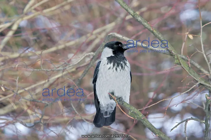  : Hooded Crow