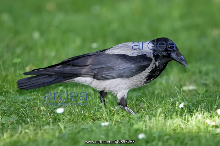 : Hooded Crow : Hooded Crow