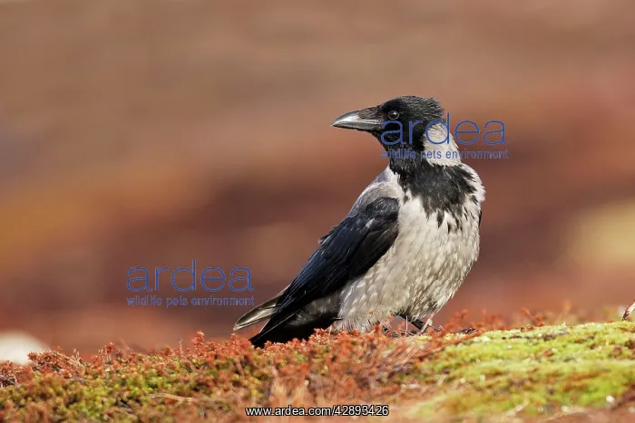 : Hooded Crow : Hooded Crow
