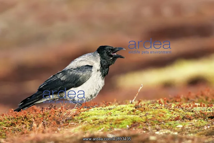 : Hooded Crow : Hooded Crow