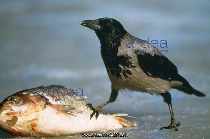 : Hooded CROW : Hooded CROW