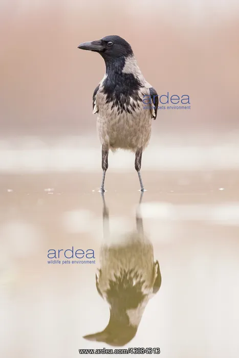 : Hooded Crow : Hooded Crow