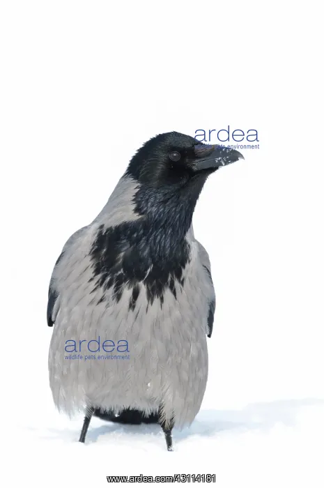 : Hooded Crow : Hooded Crow