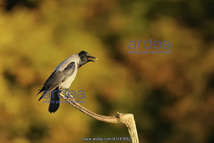 : Hooded Crow : Hooded Crow