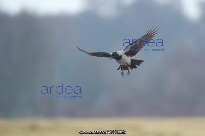 : Hooded Crow : Hooded Crow