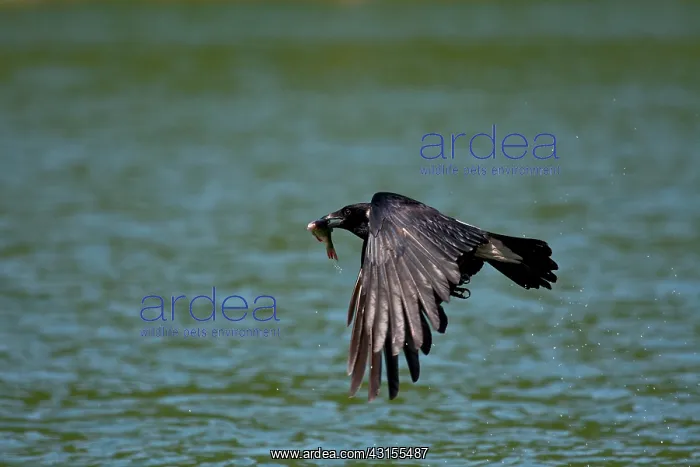 : Hooded Crow : Hooded Crow