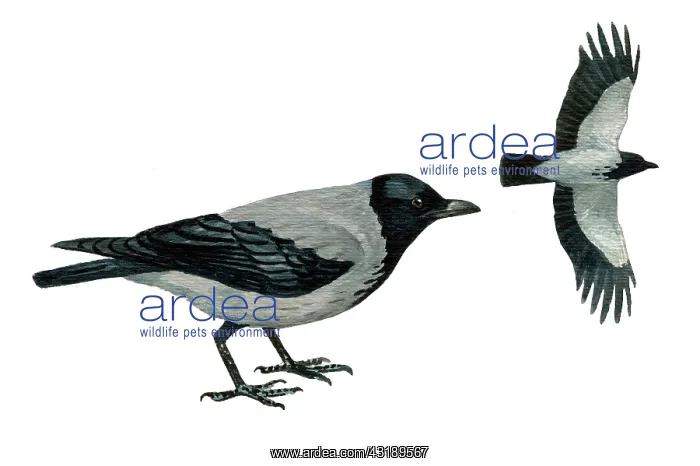 : Hooded Crow : Hooded Crow