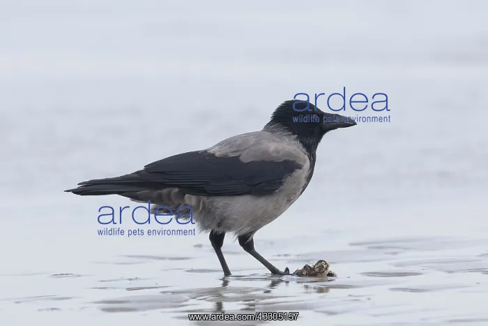 : Hooded Crow - adult bird with mussel - Germany : Hooded Crow - adult bird with mussel - Germany
