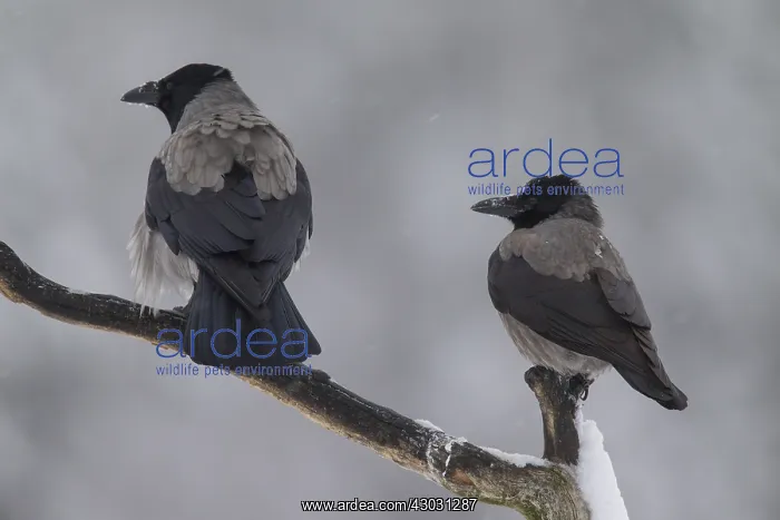 : Hooded Crow - adult birds perched on branch - Germany : Hooded Crow - adult birds perched on branch - Germany