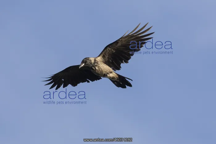  : Hooded Crow - adult crow in flight -, Germany
