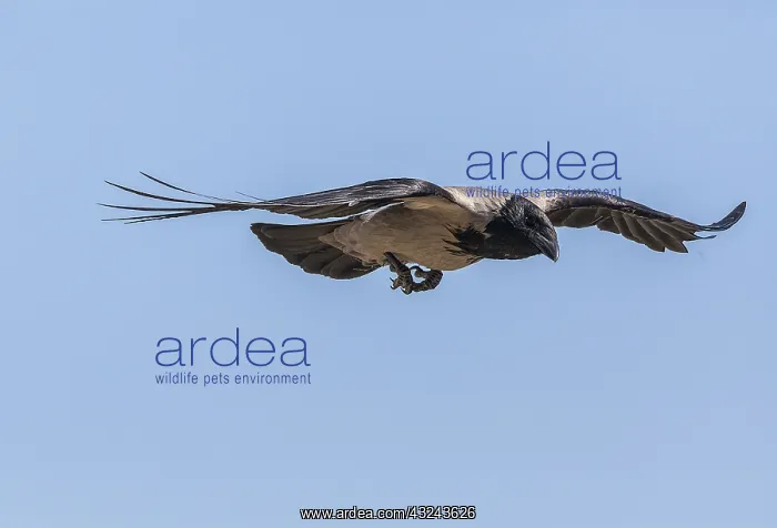 : Hooded Crow, Corvus cornix, in flight : Hooded Crow, Corvus cornix, in flight