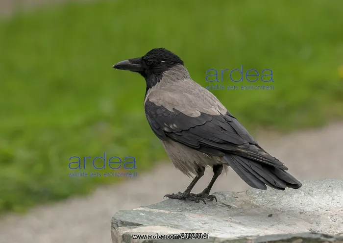 : Hooded crow, Corvus cornix, in garden, Croatia : Hooded crow, Corvus cornix, in garden, Croatia