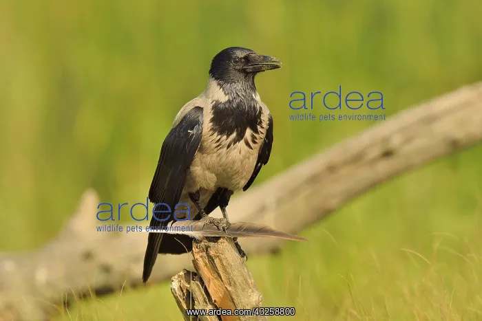 : Hooded Crow (Corvus corone cornix) playing with : Hooded Crow (Corvus corone cornix) playing with