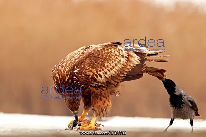 : Hooded Crow (Corvus corone cornix) pulling the tail : Hooded Crow (Corvus corone cornix) pulling the tail