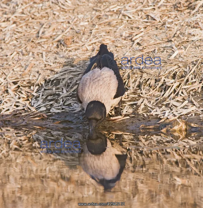 : Hooded Crow - drinking : Hooded Crow - drinking