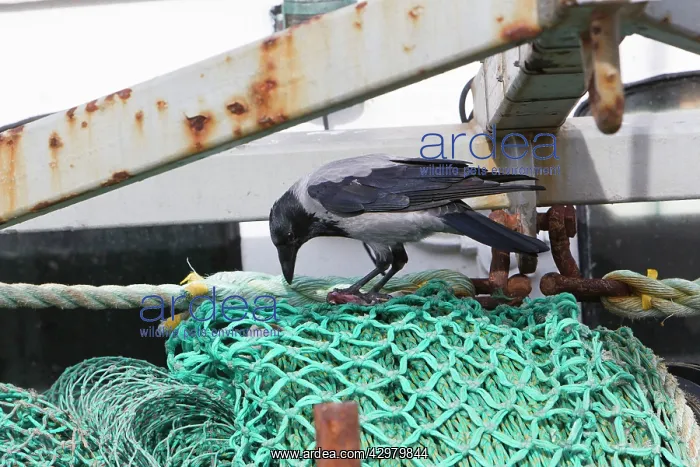 : Hooded Crow - feeding on fish remains on fishing boat : Hooded Crow - feeding on fish remains on fishing boat