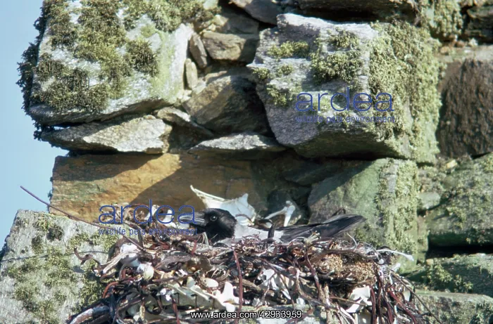  : HOODED CROW - FEMALE ON NEST