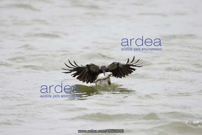 : Hooded Crow fish 02 : Hooded Crow fish 02
