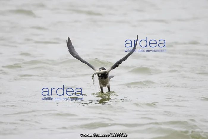 : Hooded Crow fish 03 : Hooded Crow fish 03