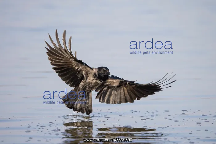 : Hooded Crow flight 19 : Hooded Crow flight 19