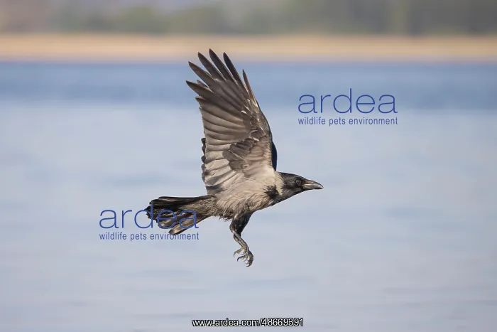 : Hooded Crow flight 22 : Hooded Crow flight 22