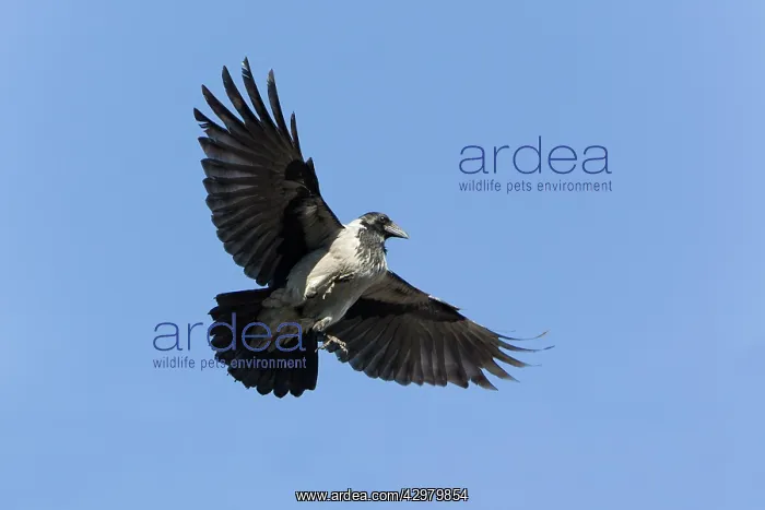 : Hooded Crow - in flight : Hooded Crow - in flight