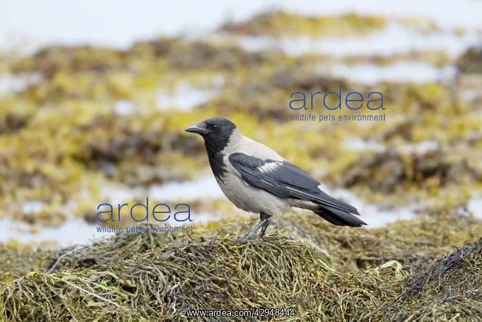 : Hooded Crow - foraging on shore at low tide : Hooded Crow - foraging on shore at low tide