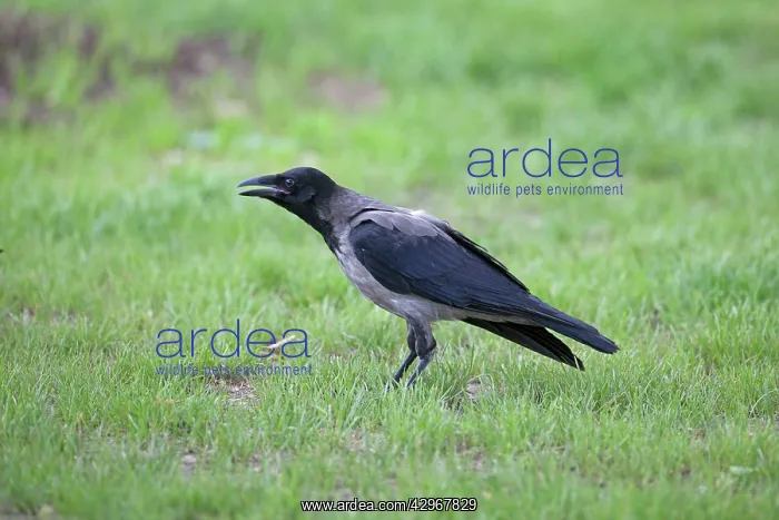 : Hooded Crow - on the grass : Hooded Crow - on the grass