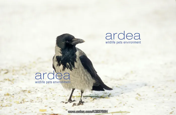 : Hooded CROW - on ground : Hooded CROW - on ground