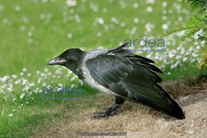  : Hooded Crow - also know as a Hoodie'