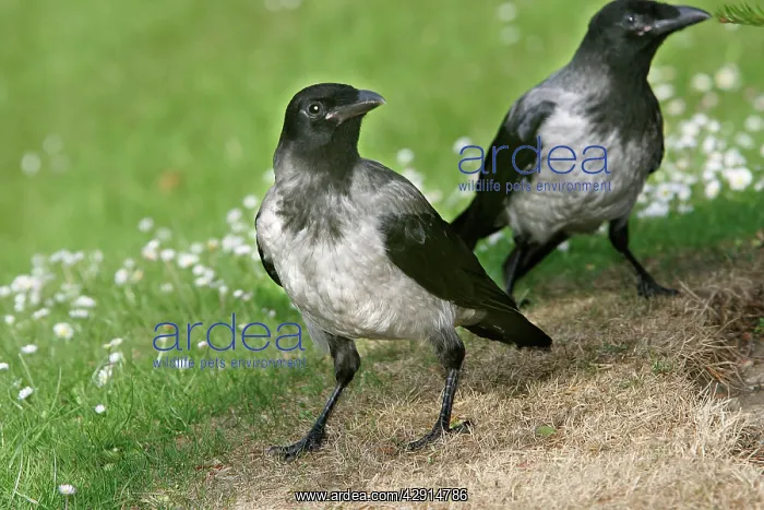 : Hooded Crow - also know as a Hoodie' : Hooded Crow - also know as a Hoodie'